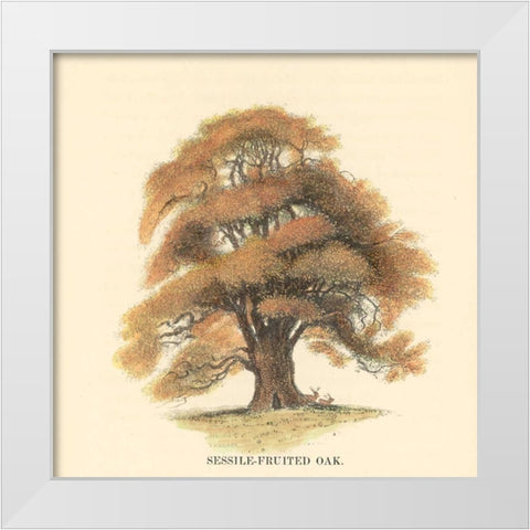 Sessile-Fruited Oak White Modern Wood Framed Art Print by Williams, Samuel