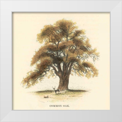 Common Oak White Modern Wood Framed Art Print by Williams, Samuel