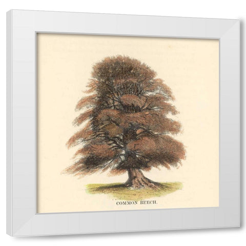 Common Beech White Modern Wood Framed Art Print by Williams, Samuel