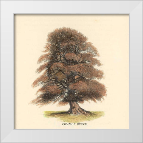 Common Beech White Modern Wood Framed Art Print by Williams, Samuel