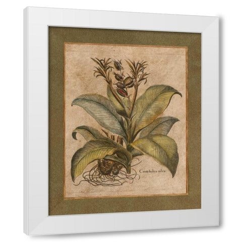 Valencia I White Modern Wood Framed Art Print by Alexander, Zachary