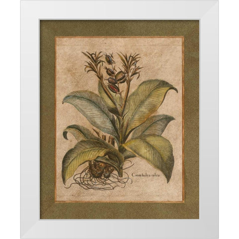 Valencia I White Modern Wood Framed Art Print by Alexander, Zachary