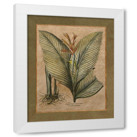 Valencia II White Modern Wood Framed Art Print by Alexander, Zachary