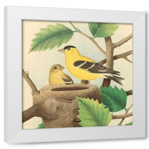Goldfinch and Warbler A White Modern Wood Framed Art Print by Gould, John