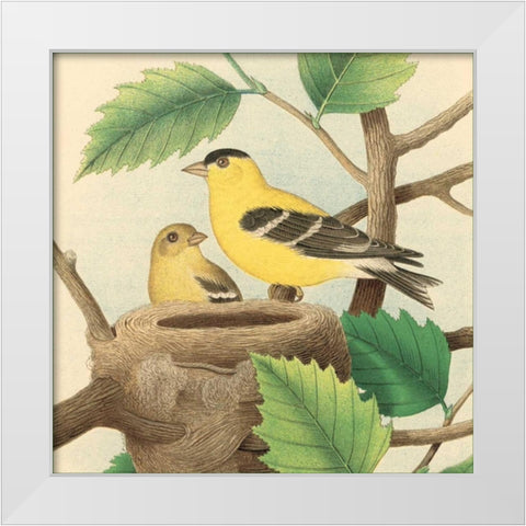 Goldfinch and Warbler A White Modern Wood Framed Art Print by Gould, John