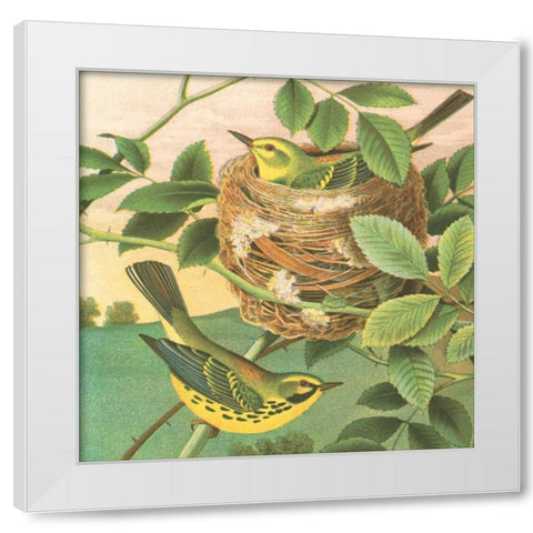 Goldfinch and Warbler B White Modern Wood Framed Art Print by Gould, John