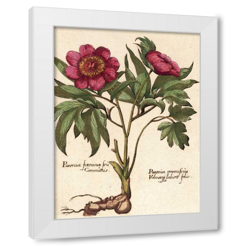 Giant Peony I White Modern Wood Framed Art Print by Van Houtte, Ludwig