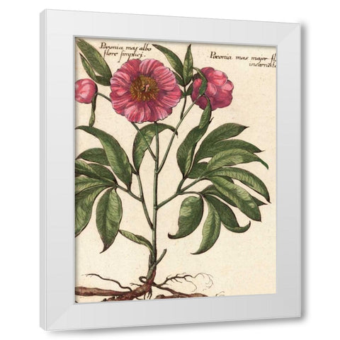 Giant Peony II White Modern Wood Framed Art Print by Van Houtte, Ludwig