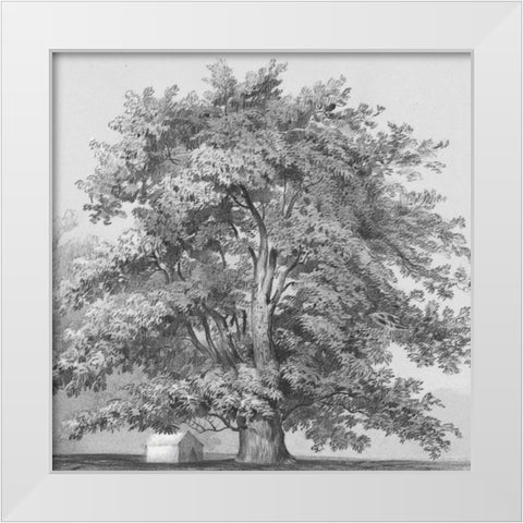 Silver Majesty II White Modern Wood Framed Art Print by Williams, Samuel