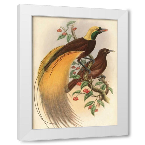 Golden Bird of Paradise White Modern Wood Framed Art Print by Reynolds, Alastair