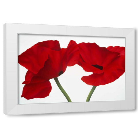 Poppy red White Modern Wood Framed Art Print by Poelstra-Holzhaus, Yvonne