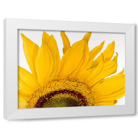 Sunflower I White Modern Wood Framed Art Print by Poelstra-Holzhaus, Yvonne