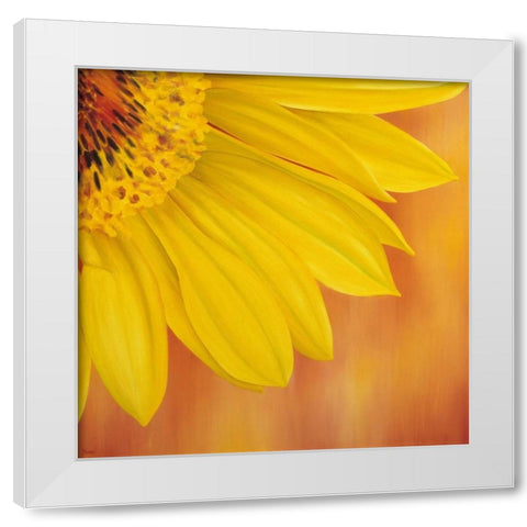 Sunflower II White Modern Wood Framed Art Print by Poelstra-Holzhaus, Yvonne