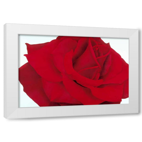 Red Rose White Modern Wood Framed Art Print by Poelstra-Holzhaus, Yvonne