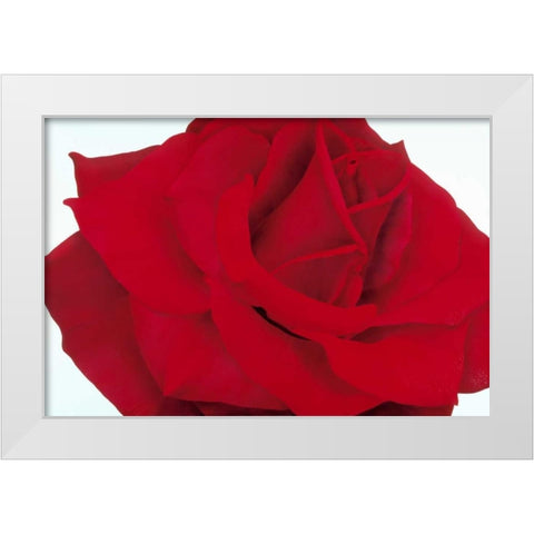Red Rose White Modern Wood Framed Art Print by Poelstra-Holzhaus, Yvonne
