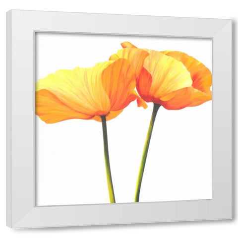 Yellow Poppy White Modern Wood Framed Art Print by Poelstra-Holzhaus, Yvonne