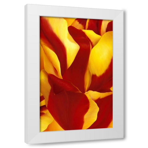 Magnificant Flower II White Modern Wood Framed Art Print by Poelstra-Holzhaus, Yvonne
