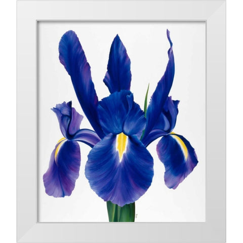 Purple floral I White Modern Wood Framed Art Print by Poelstra-Holzhaus, Yvonne