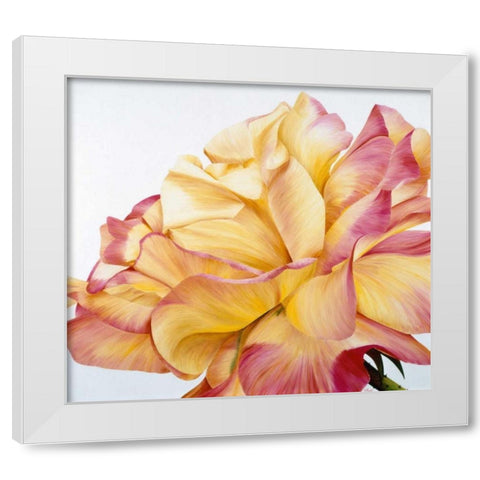 Beautiful rose White Modern Wood Framed Art Print by Poelstra-Holzhaus, Yvonne