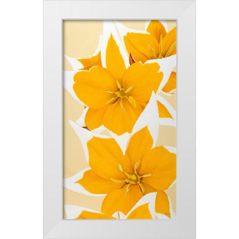 Yellow missy White Modern Wood Framed Art Print by Poelstra-Holzhaus, Yvonne