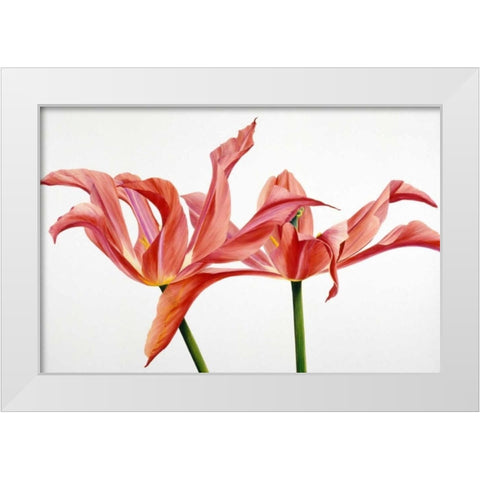 Dancing Floriade White Modern Wood Framed Art Print by Poelstra-Holzhaus, Yvonne