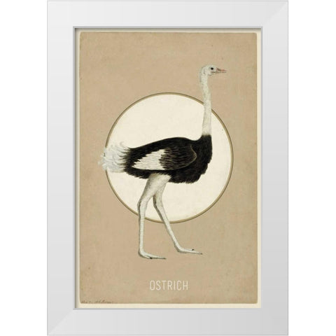 Ostrich White Modern Wood Framed Art Print by Waltz, Anne