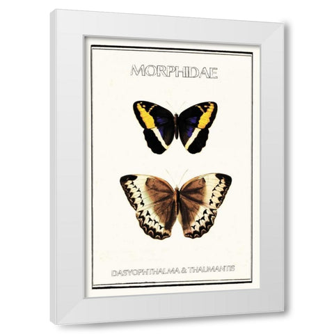 Morphidae White Modern Wood Framed Art Print by Waltz, Anne