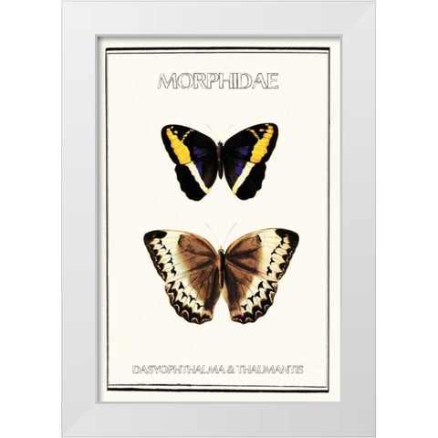 Morphidae White Modern Wood Framed Art Print by Waltz, Anne
