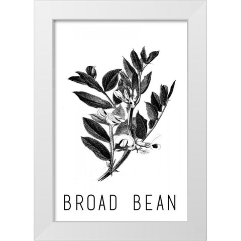 Broad Bean White Modern Wood Framed Art Print by Waltz, Anne