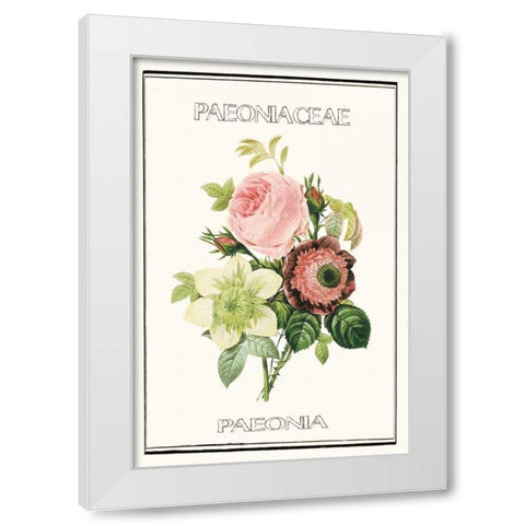Paeno rose White Modern Wood Framed Art Print by Waltz, Anne