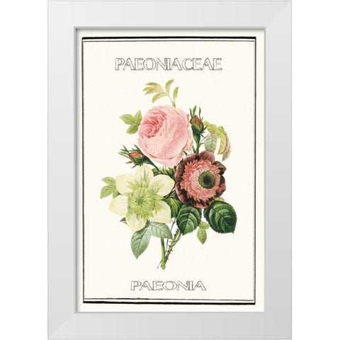 Paeno rose White Modern Wood Framed Art Print by Waltz, Anne