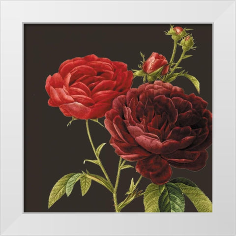 Classic rose White Modern Wood Framed Art Print by Waltz, Anne