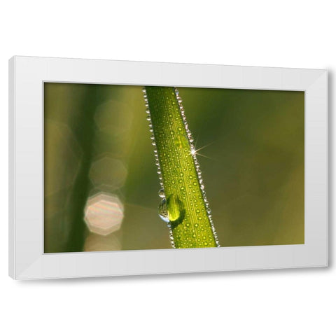 Der Sonnenstrahl White Modern Wood Framed Art Print by Rossmeissl, Gerhard