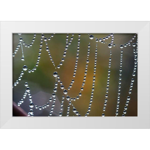 Tausend kleine Sonnen White Modern Wood Framed Art Print by Rossmeissl, Gerhard