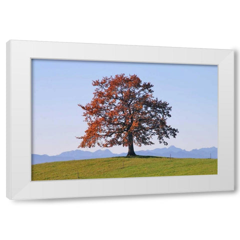 Der Baum White Modern Wood Framed Art Print by Rossmeissl, Gerhard