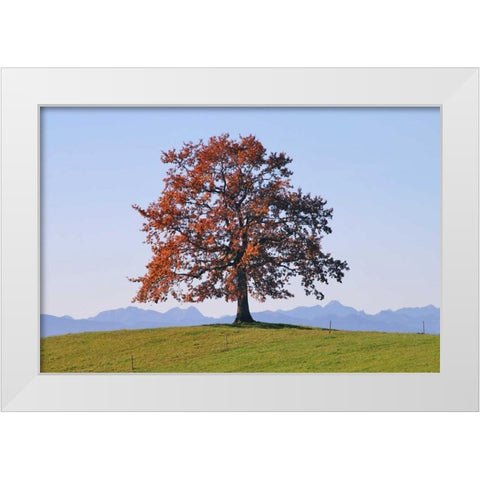 Der Baum White Modern Wood Framed Art Print by Rossmeissl, Gerhard