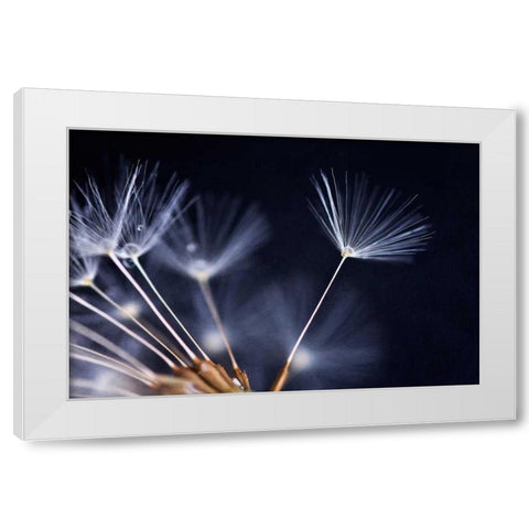 Anmut White Modern Wood Framed Art Print by Rossmeissl, Gerhard