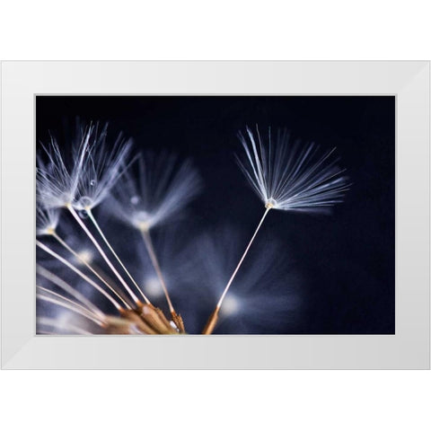 Anmut White Modern Wood Framed Art Print by Rossmeissl, Gerhard