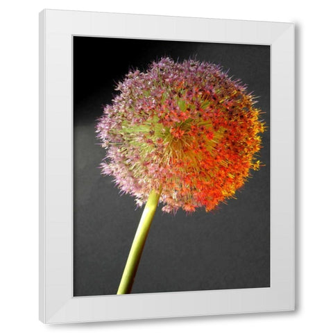 Naturform 2 White Modern Wood Framed Art Print by Weissing, Gerd