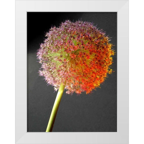 Naturform 2 White Modern Wood Framed Art Print by Weissing, Gerd