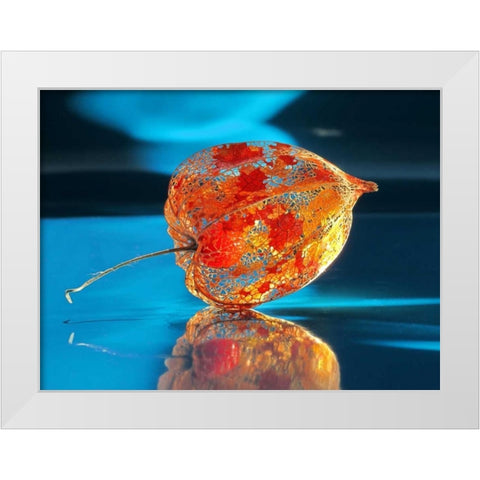 Ballonblume White Modern Wood Framed Art Print by Weissing, Gerd