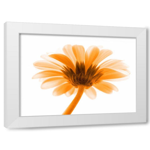 Lichtbote I White Modern Wood Framed Art Print by Riedt, Kirsten