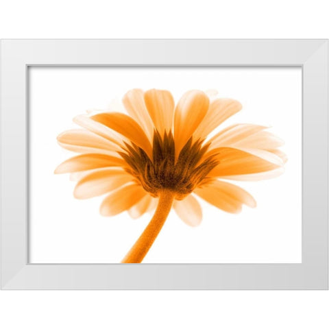 Lichtbote I White Modern Wood Framed Art Print by Riedt, Kirsten