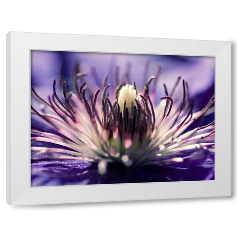 Purple melody White Modern Wood Framed Art Print by Riedt, Kirsten