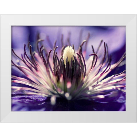 Purple melody White Modern Wood Framed Art Print by Riedt, Kirsten