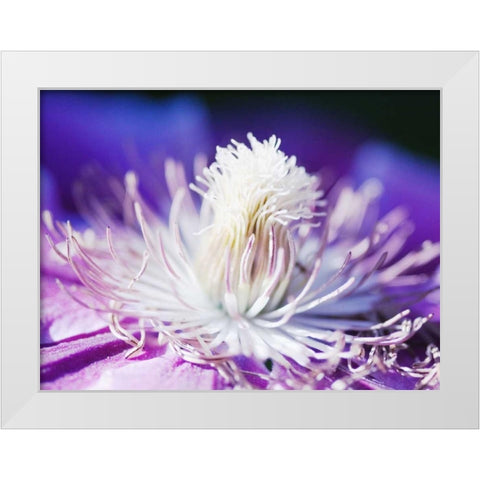 White and purple White Modern Wood Framed Art Print by Riedt, Kirsten