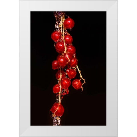 Johannisbeere White Modern Wood Framed Art Print by Riedt, Kirsten
