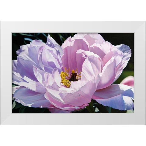 The Awakening White Modern Wood Framed Art Print by Schuh, Michael