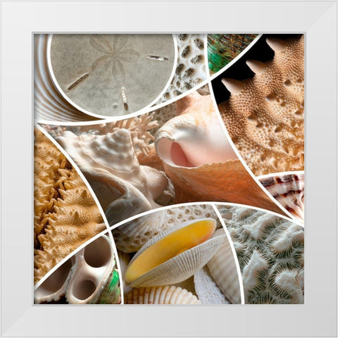 Patch Shells White Modern Wood Framed Art Print by Scaroni, Roberto