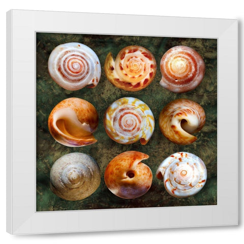 Shellspiral2 White Modern Wood Framed Art Print by Scaroni, Roberto